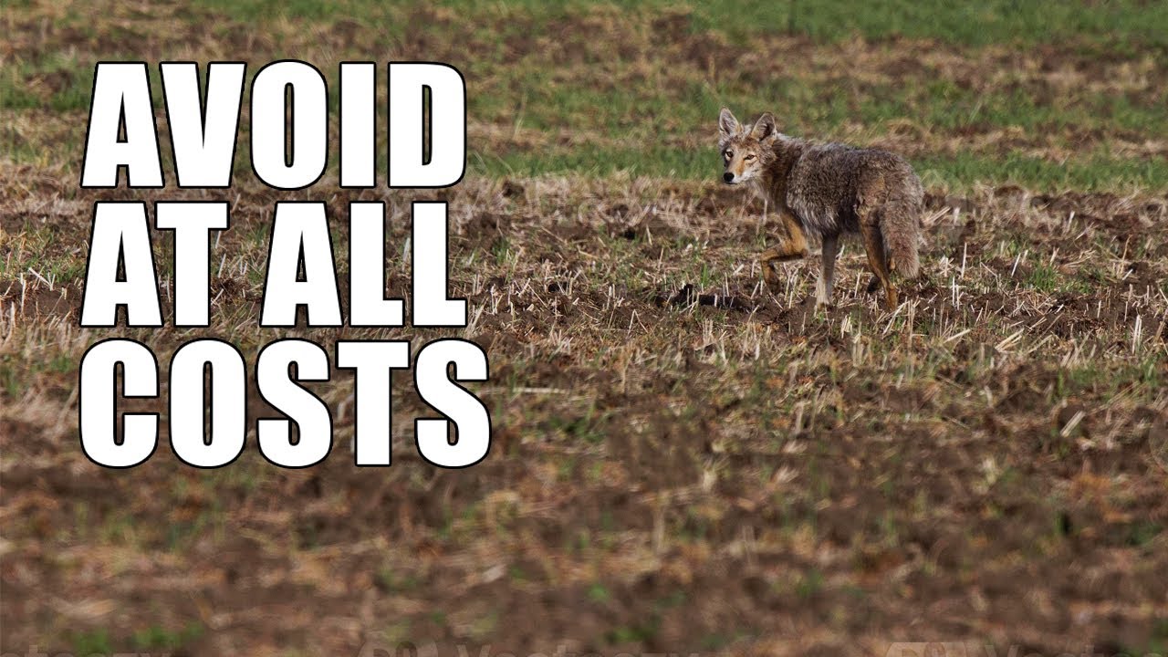 7 Rookie Coyote Hunting Mistakes to Avoid