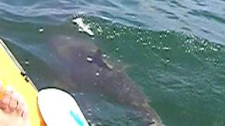 preview picture of video 'shark fishing 06-04-09 016.mov'