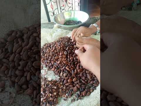 cacao del estado Mérida Venezuela municipio julio cesar Salas