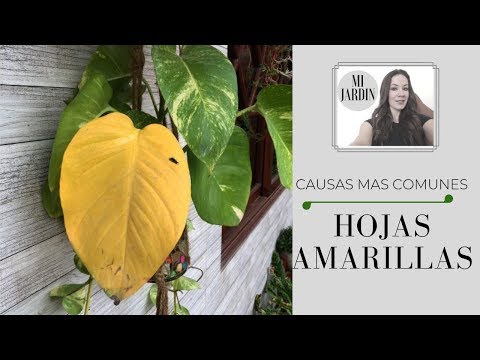 Por Qué Razón Las Plántulas De Col Se Vuelven Amarillas Farmer