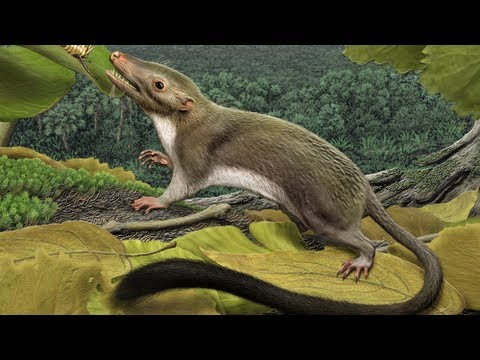 Researchers Reconstruct the Common Ancestor of Placental ...