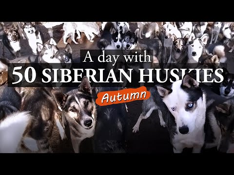How to take care of 50 SIBERIAN HUSKY DOGS | Feeding Sled Dogs, Training, Kennel Work