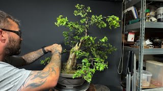 Collected Hawthorn - To Start Of A Bonsai Tree