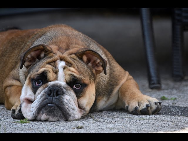 TRANSPORTE DE ANIMAIS PELAS EMPRESAS AÉREAS DO BRASIL