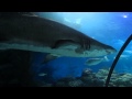 Под водой смотрим акул и скатов Океанариум (Aquaria KLCC) ч.2 
