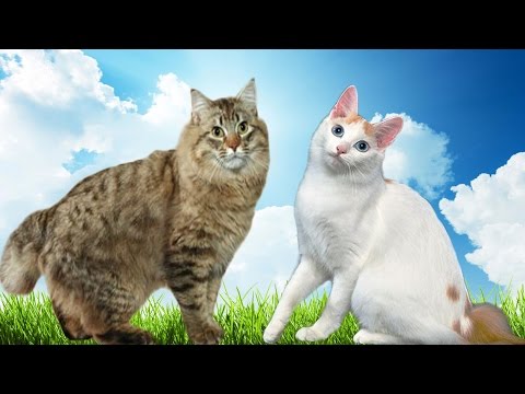 American Bobtail vs Japanese Bobtail Cat - What's the Difference?