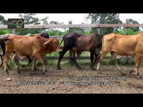 2018: ST1 - L 03 - MACHOS DE LEVANTE, BETULIA, SUCRE