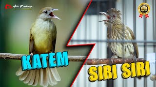 Download lagu MASTERAN KAPAS TEMBAK VS SIRI SIRI FUL GACOR mp3 Download lagu MASTERAN KAPAS TEMBAK VS SIRI SIRI FUL GACOR mp3