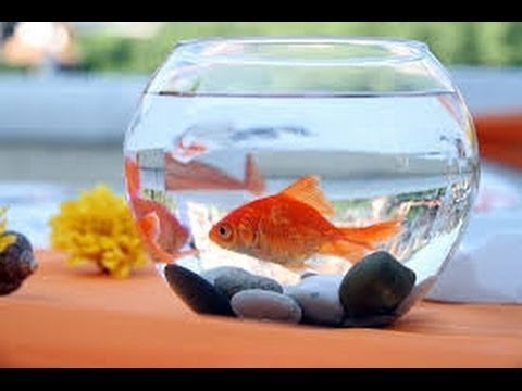 Mince vo fontáne - MINCE VO FONTÁNE - ZLATÁ RYBKA (official clip)