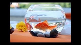 MINCE VO FONTÁNE - ZLATÁ RYBKA (official clip)