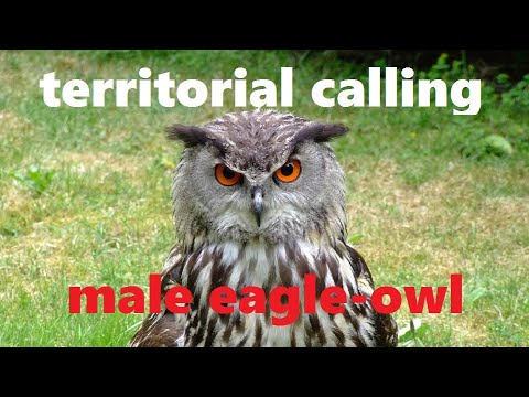 Výr skalný (Bubo bubo) — teritoriálne volanie samca, Grenzach, Nemecko