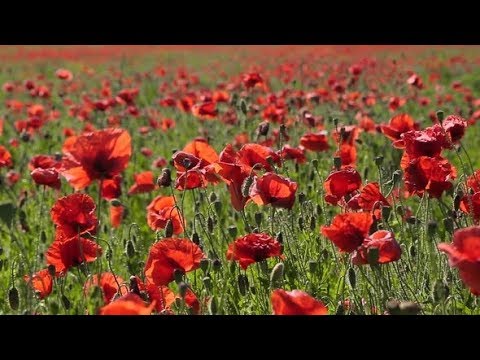 Huge Field of Blossoming Poppies | Stock Footage - Videohive