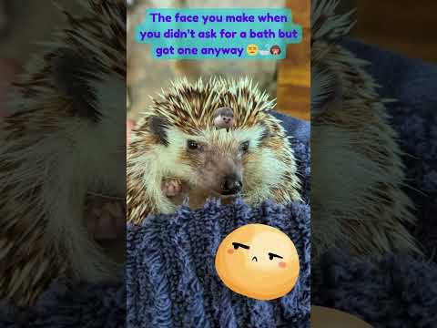 Hariette the Hedgehog: Spa Day Glow Up Gone Wrong 😂
