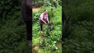 Remedios Caseros De Mi Rancho A Tu Cocina