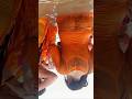 Prayagraj Kumbh Mela Women Bathing Video Prayagraj Kumbh Women Bathing 2025 Prayagraj Ganga