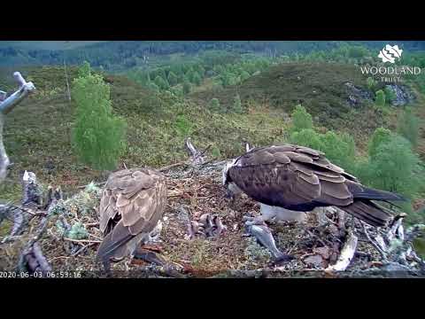 Louis and Aila feed three chicks at Loch Arkaig