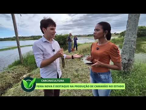CARCINICULTURA  - Feira Nova é destaque na produção de camarão no Estado.