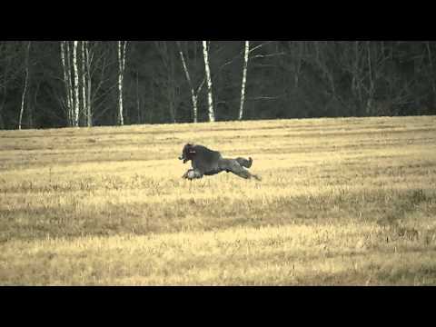 Coursing trénink 17.3.2012 - Pudlouši