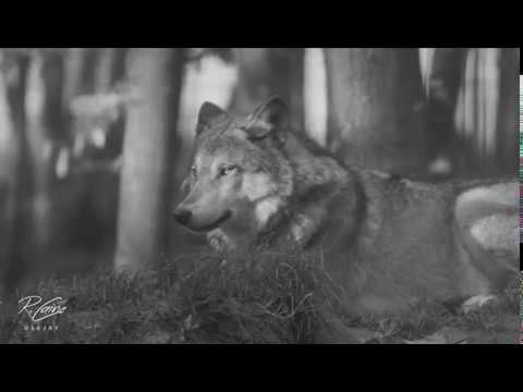 R.Caine - I Wolf You