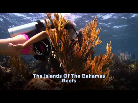 Bahamas Reef Diving