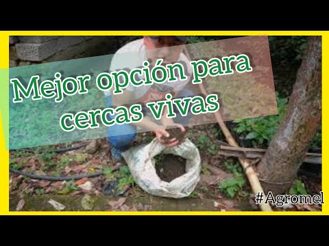 , title : 'Plantando Arbol de Chaca(Bursera simaruba)🌳'