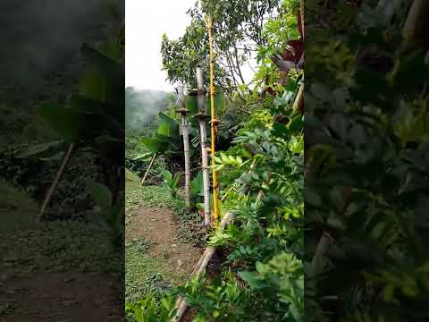 Belleza natural, finca Vereda San José El PITAL Huila Colombia, archivo Don Gerardo Camero