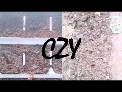 Produkcja rozsady czy siew wprost do gruntu...