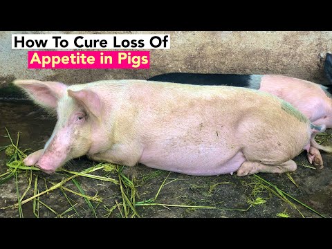 , title : 'How To Cure Loss Of Appetite In Pigs'