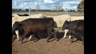 34 Ylg Strs The Gums
