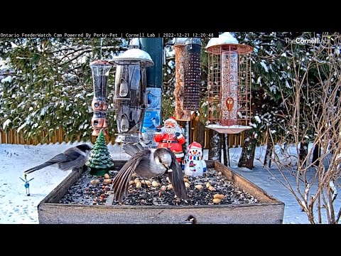Canada Jays Dine On Festive Feeder Platform In Ontario – Dec. 21, 2022