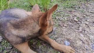 The most curious dog #pets #puppy #dogs