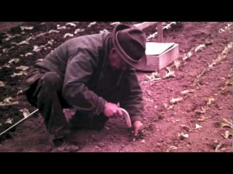 Vi får det från trädgården