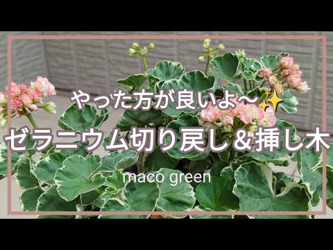 休暇中にゼラニウムに水をやる方法 ゼラニウムに水をやる方法 頻度のアドバイス ポット アイビー テラス 休暇中の完全な地面 夏 冬