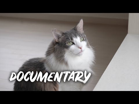 One year with cats | Norwegian forest cat