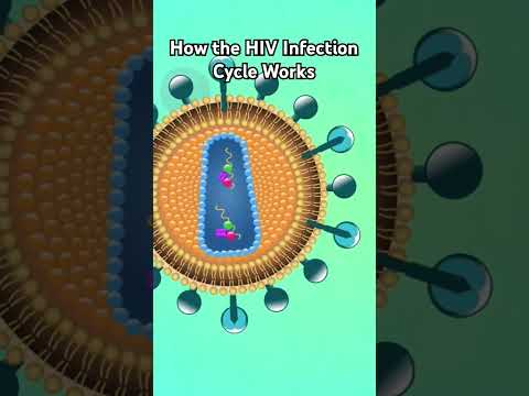 How the HIV Infection Cycle Works