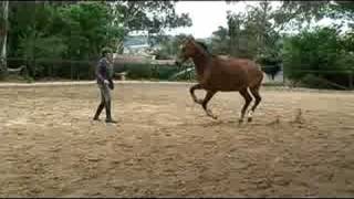 preview picture of video 'Art of Horsemanship - Rio free jumping'