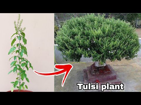 , title : '10 important points जल्दी बढ़ेगी तुलसी ऐसे लगाएं, Tulsi plant care with red Water'