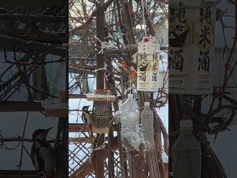 バードドリンカー：あなたの庭に鳥を引き寄せるにはどれを選びますか？  庭園