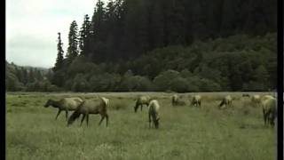 California State Parks: Russ Christoff visits Prairie Creek Redwoods
