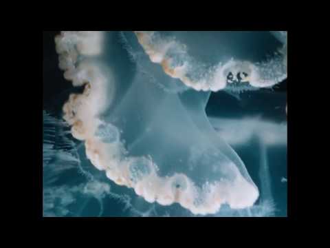 リゾストマ・プルモ