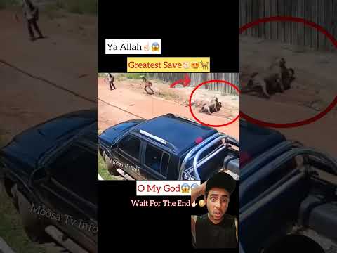 Mashahallah😇☝️ Greatest save 😍 #shorts #short #humanity #dogs #status #save #ytshorts #youtubeshorts