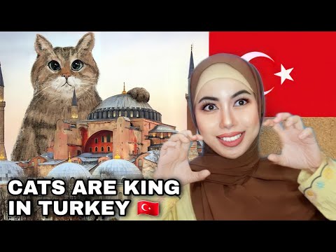Why Cats Are Kings In TURKEY ? Turkish Cats Found From Noah's Ark?