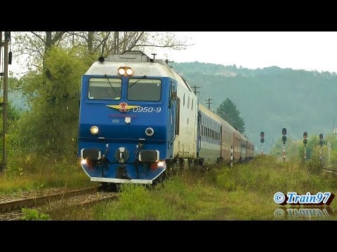 Izabella with Nice Horns in Suncuius (22 09 2013)