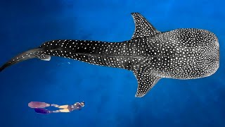 Swimming with the WORLDS Largest Shark and Freediving Mexico Cenote!