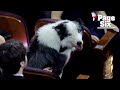 Anatomy Of A Fall Star Messi The Dog Attends The Oscars 2024 In A Bow Tie