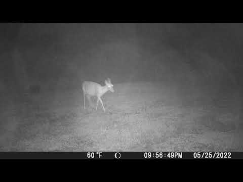 22-0525 9:56pm Deer