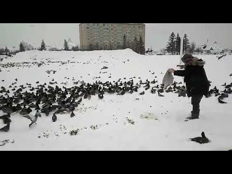 Feeding wild birds  in  Ontario.