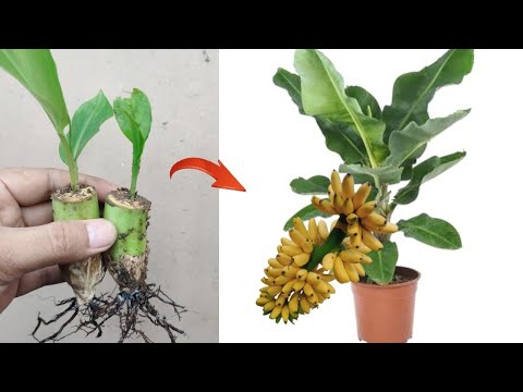 Great Skills how to grow Banana from banana fruit