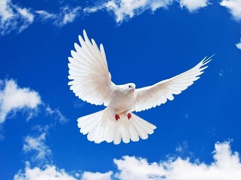 WINGS OF A DOVE  gospel song sang by LES WILDS