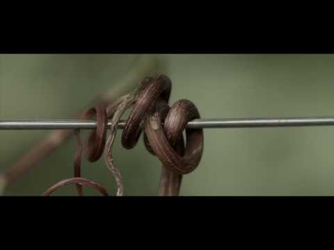 ZYME'   PARTICOLARI   DETAILS HD 720p